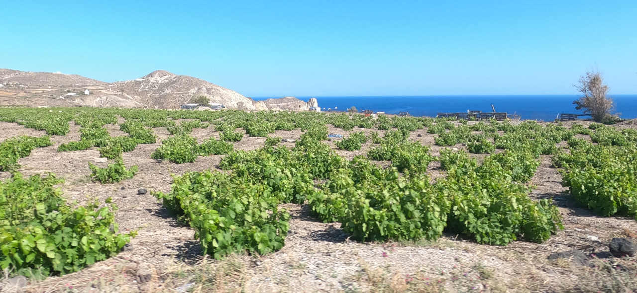 Découverte de Santorin à travers ses vignes