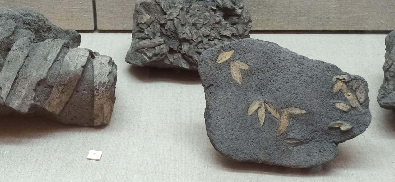 L’oliveraie préhistorique