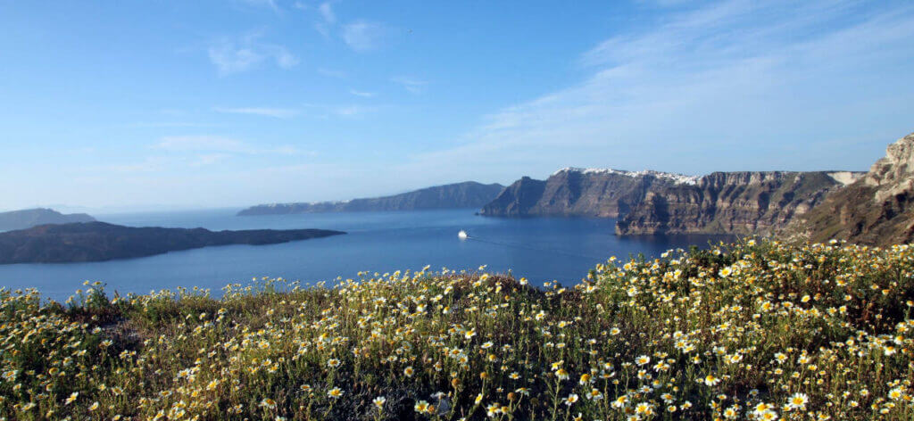 Megalochori 1 fleurs sur la falaise de Santorin