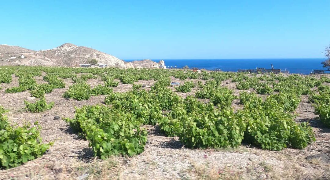 Découverte de Santorin à travers ses vignes